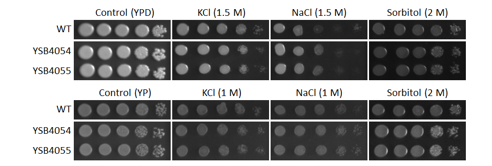 Osmotic stress phenotype