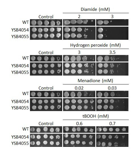 Oxidative stress phenotype
