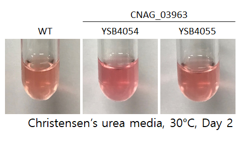 Urease phenotype