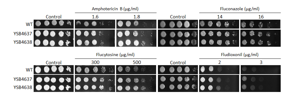 Antifungal drug susceptibility