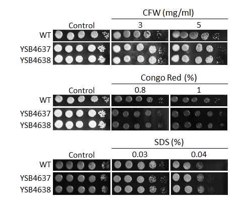 Cell wall stress phenotype
