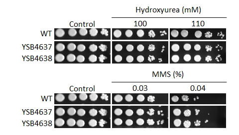 Genotoxic stress phenotype