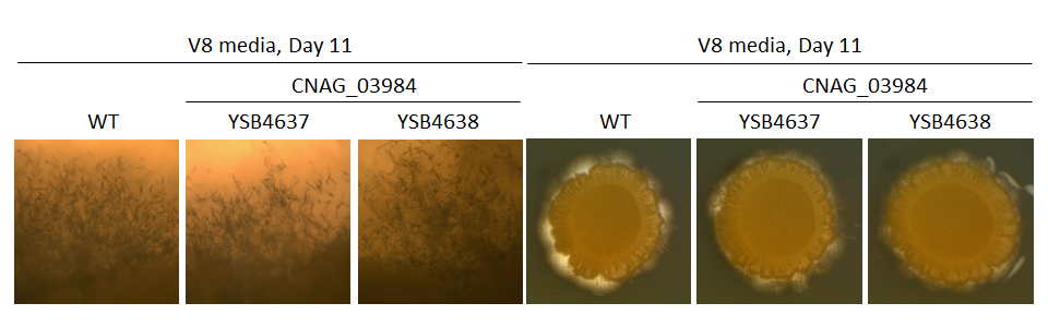 Mating phenotype