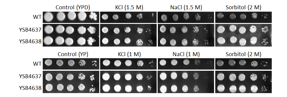 Osmotic stress phenotype