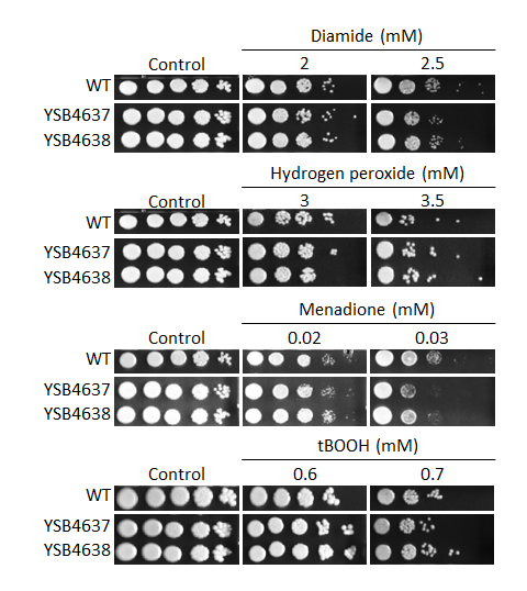 Oxidative stress phenotype