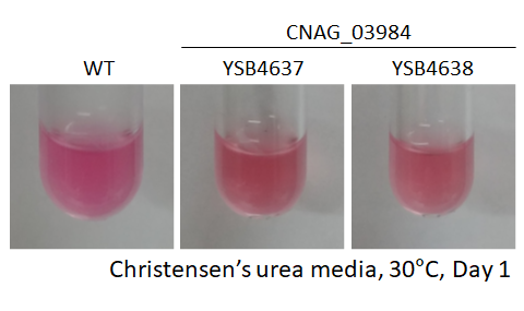 Urease phenotype