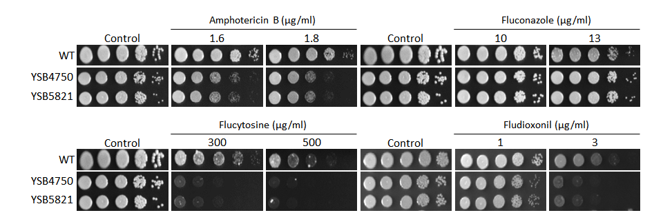 Antifungal drug susceptibility