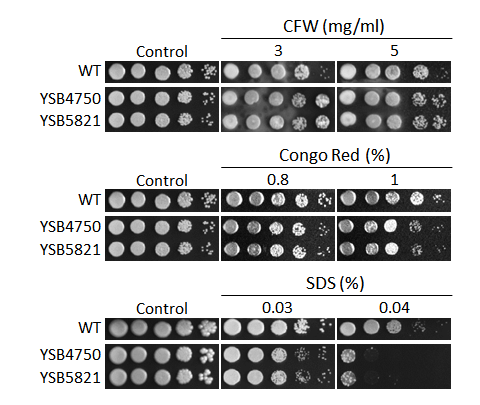 Cell wall stress phenotype