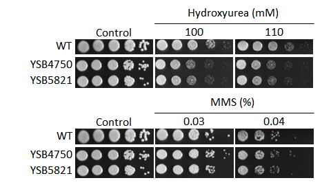 Genotoxic stress phenotype
