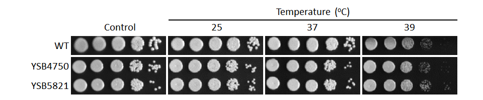 Growth phenotype