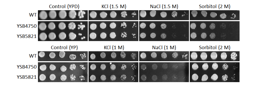 Osmotic stress phenotype