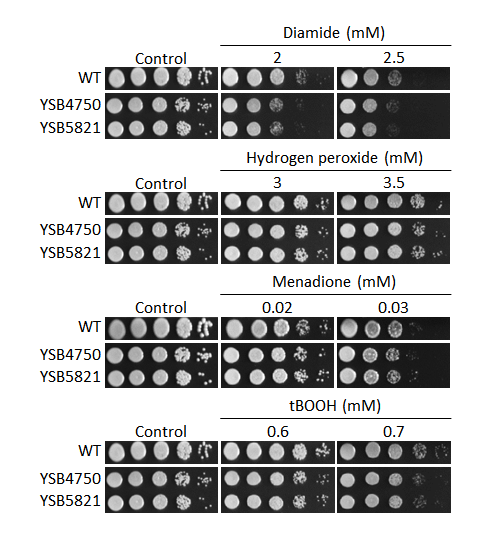 Oxidative stress phenotype