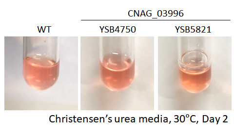 Urease phenotype