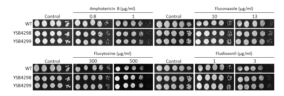 Antifungal drug susceptibility