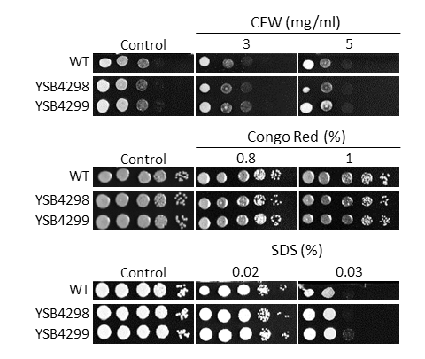 Cell wall stress phenotype