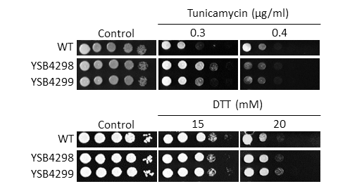 ER stress phenotype