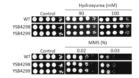Genotoxic stress phenotype