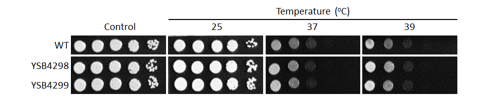 Growth phenotype