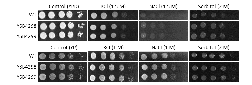 Osmotic stress phenotype