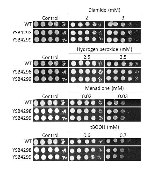 Oxidative stress phenotype