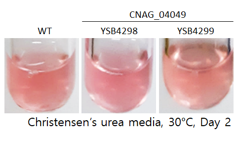Urease phenotype
