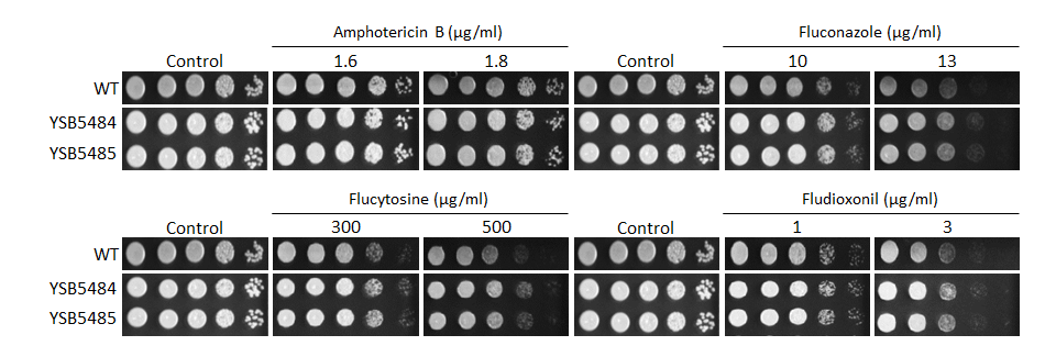 Antifungal drug susceptibility