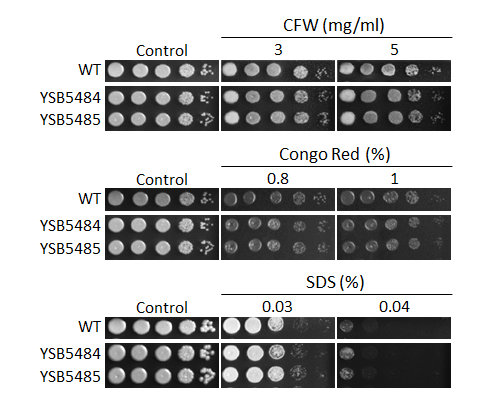 Cell wall stress phenotype