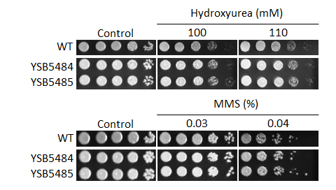 Genotoxic stress phenotype