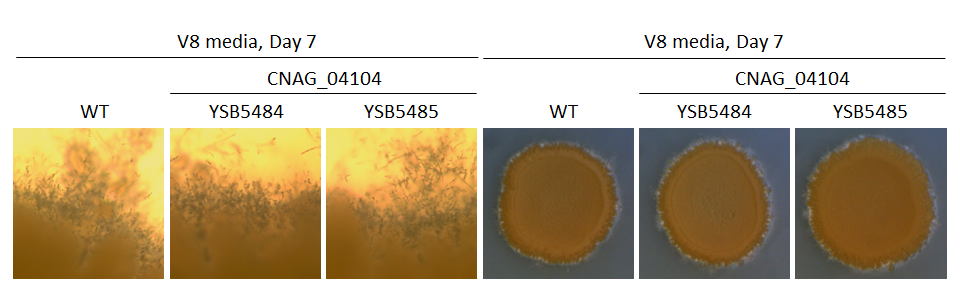 Mating phenotype
