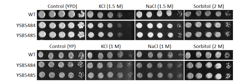 Osmotic stress phenotype
