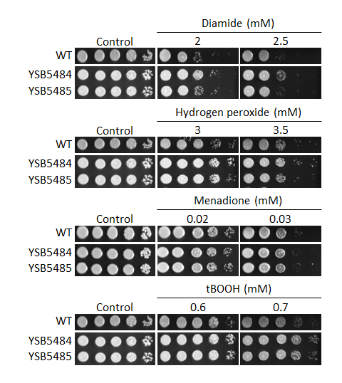 Oxidative stress phenotype