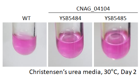 Urease phenotype