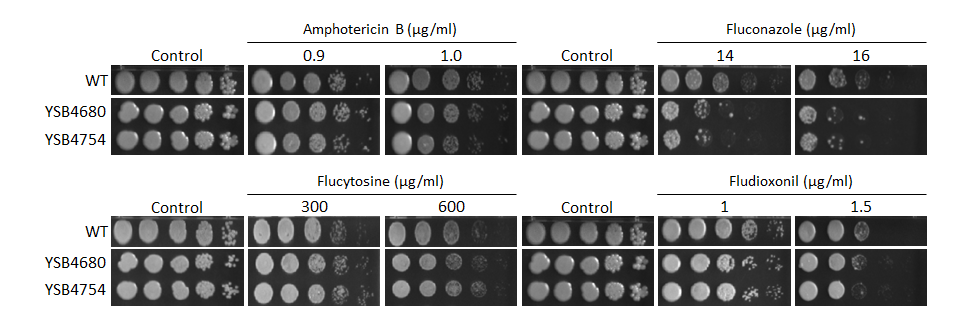 Antifungal drug susceptibility
