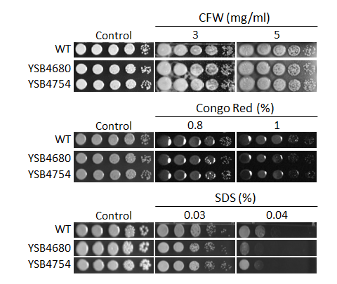 Cell wall stress phenotype
