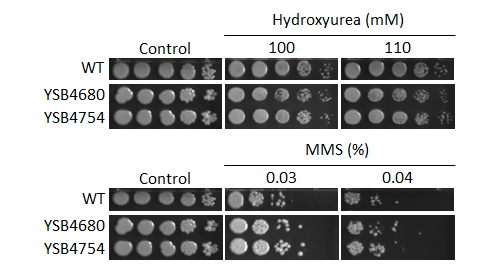 Genotoxic stress phenotype