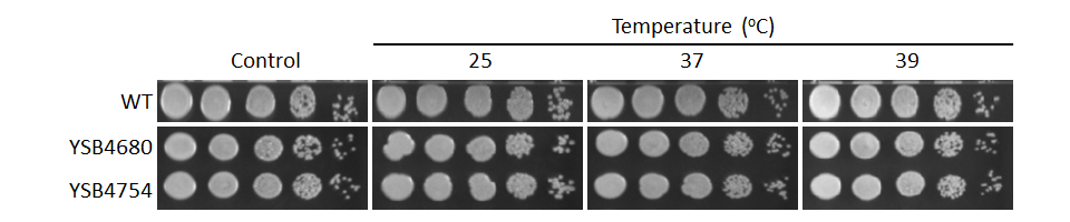 Growth phenotype