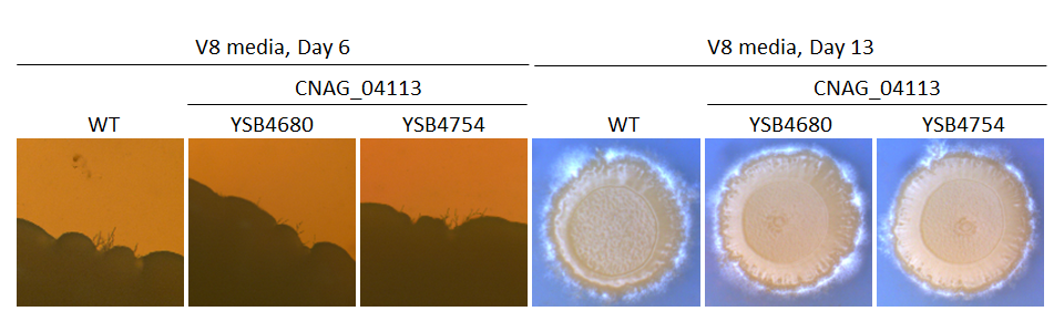 Mating phenotype