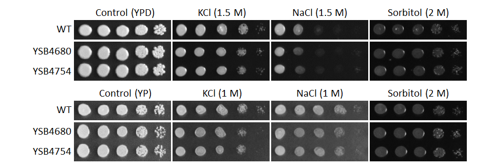 Osmotic stress phenotype