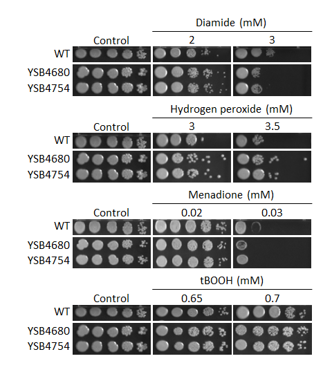 Oxidative stress phenotype