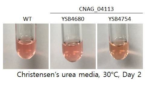 Urease phenotype