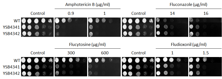Antifungal drug susceptibility