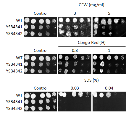 Cell wall stress phenotype