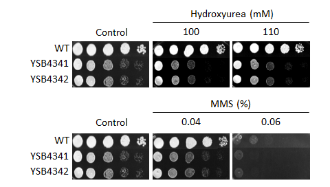 Genotoxic stress phenotype