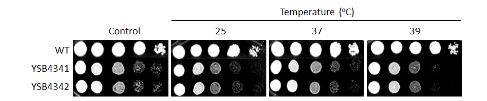 Growth phenotype