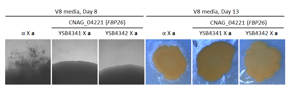 Mating phenotype