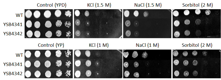 Osmotic stress phenotype