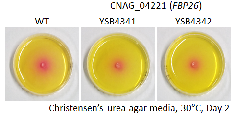 Urease phenotype