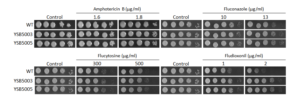 Antifungal drug susceptibility