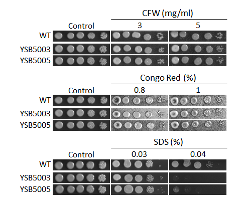 Cell wall stress phenotype