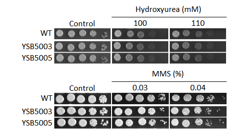 Genotoxic stress phenotype